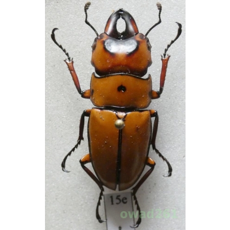 Prosopocoilus occipitalis (Hope, 1845) 34mm Philippines15e